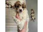 Poodle (Toy) Puppy for sale in New Market, VA, USA