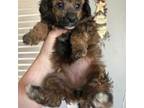 Poodle (Toy) Puppy for sale in New Market, VA, USA