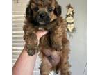 Cavapoo Puppy for sale in New Market, VA, USA