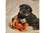 Schnauzer (Miniature) Puppy for sale in Lufkin, TX, USA