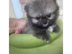 Pomeranian Puppy for sale in Lafayette, LA, USA