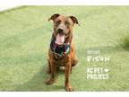 Adopt Bison a Mixed Breed