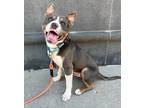 Adopt Hollywood a Pit Bull Terrier, Mixed Breed