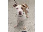 Adopt Danny a Pit Bull Terrier, Mixed Breed
