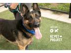 Adopt Ox a German Shepherd Dog, Mixed Breed