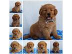 Golden Retriever Puppy for sale in Willard, OH, USA