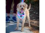 Adopt Theo - Claremont Location a Poodle