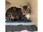 Adopt Max a Domestic Medium Hair