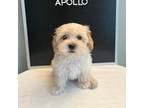 Maltipoo Puppy for sale in Wesley Chapel, FL, USA