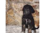 Aussiedoodle Puppy for sale in Summerfield, FL, USA