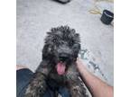 Aussiedoodle Puppy for sale in Summerfield, FL, USA