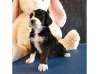 Aussiedoodle Puppy for sale in Summerfield, FL, USA
