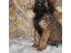 Aussiedoodle Puppy for sale in Summerfield, FL, USA