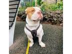 Adopt King a Pit Bull Terrier