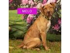 Adopt Melo a Mixed Breed