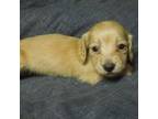 Dachshund Puppy for sale in Dahlonega, GA, USA