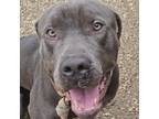 Adopt Gunner a Cane Corso