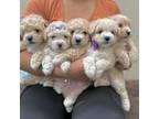 All puppies avilable@@!