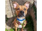 Adopt Scrappy Doo a Pit Bull Terrier