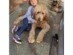 Goldendoodle Puppy for sale in Cherry Log, GA, USA