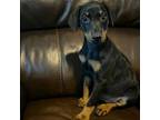 Doberman Pinscher Puppy for sale in Rutherfordton, NC, USA