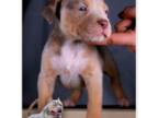 Mutt Puppy for sale in Brigham City, UT, USA