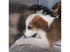 Adopt Chip (Beauty and the Beast Pups) a Mixed Breed