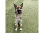 Adopt Bumper a Akita, German Shepherd Dog