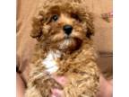 Poodle (Toy) Puppy for sale in Irwindale, CA, USA