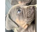 Cane Corso Puppy for sale in Reseda, CA, USA