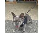 French Bulldog Puppy for sale in Wailuku, HI, USA