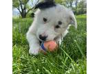 Border Collie Puppy for sale in Morgantown, PA, USA