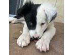 Border Collie Puppy for sale in Morgantown, PA, USA