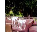 Dogo Argentino Puppy for sale in Lakebay, WA, USA