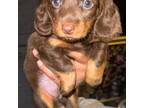 Dachshund Puppy for sale in Matteson, IL, USA