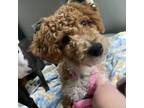 Adopt Vincenzo a Poodle