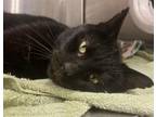 Adopt Mekko a Domestic Short Hair