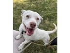 Adopt Spencer a American Staffordshire Terrier, Dachshund