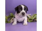 Adopt Phillip DeVille a Mixed Breed