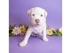 Adopt Tommy Pickles a Mixed Breed
