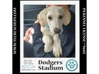 Adopt Dodgers Stadium (Ballpark Pups) 050424 a Bluetick Coonhound