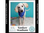 Adopt Yankee Stadium (Ball Park Pups) 050424 a Bluetick Coonhound