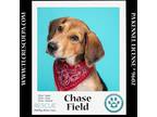 Adopt Chase Field (Ballpark Pups) 050424 a Bluetick Coonhound