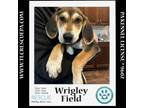 Adopt Wrigley Field (Ball Park Pups) 050424 a Bluetick Coonhound