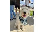 Adopt Billy Idol a Labrador Retriever, Poodle