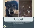 Adopt Ghost a Labrador Retriever