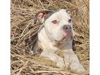 Adopt Oliver fka Finn (Memphis Charm Litter) a Pit Bull Terrier, Mixed Breed