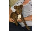 Adopt Peanut 2024 a Pit Bull Terrier, American Staffordshire Terrier