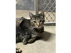 Adopt Munchkin / Goose a Domestic Short Hair