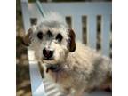 Adopt Eddie James a Schnauzer